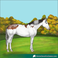 Horse Color:White Spotted Bay Sabino Splash