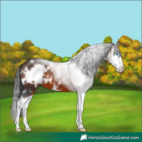Horse Color:White Spotted Bay Splash 