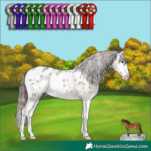 Horse Color:White Spotted Brown Dun Splash Appaloosa Rabicano 