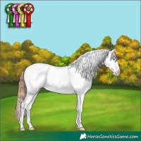 Horse Color:White Spotted Bay Dun Splash Tobiano Appaloosa Rabicano 