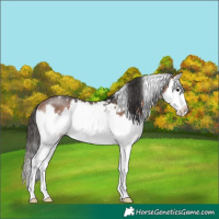 Horse Color:White Spotted Bay Splash Rabicano 