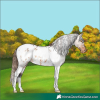 Horse Color:White Spotted Bay Dun Tobiano Appaloosa 