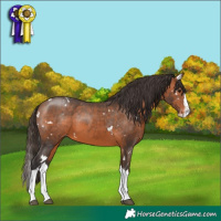 Horse Color:White Spotted Bay Splash Appaloosa 
