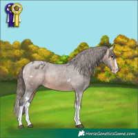 Horse Color:White Spotted Bay Splash Appaloosa