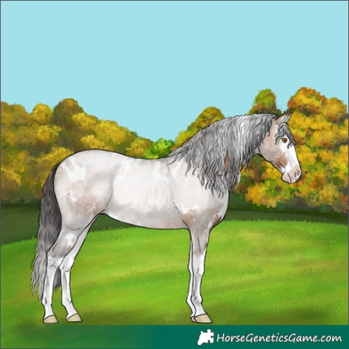 Horse Color:White Spotted Bay Dun Splash Rabicano 