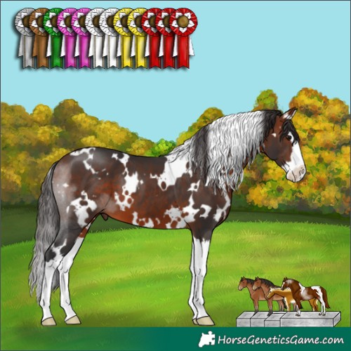 Horse Color:White Spotted Bay Splash 