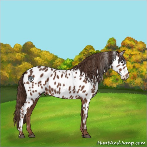 Horse Color:Liver Chestnut Appaloosa 