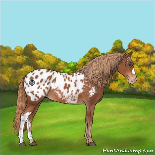 Horse Color:Chestnut Appaloosa 