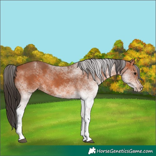 Horse Color:White Spotted Bay 