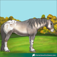 Horse Color:Liver Red Onyx Appaloosa Rabicano