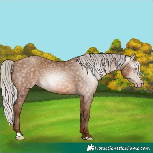 Horse Color:Gray Silver Sable Champagne
