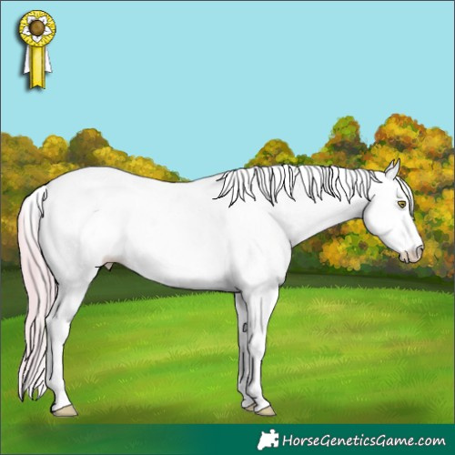 Horse Color:Watercolor White Spotted Gold Champagne Ice Dun Appaloosa Rabicano 