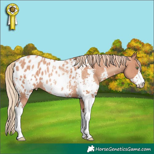 Horse Color:Gold Champagne Sabino Appaloosa Rabicano 