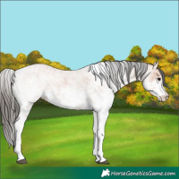 Horse Color:White Spotted Bay 