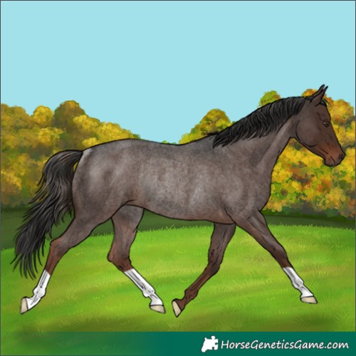 Horse Color:Liver Red Roan Rabicano