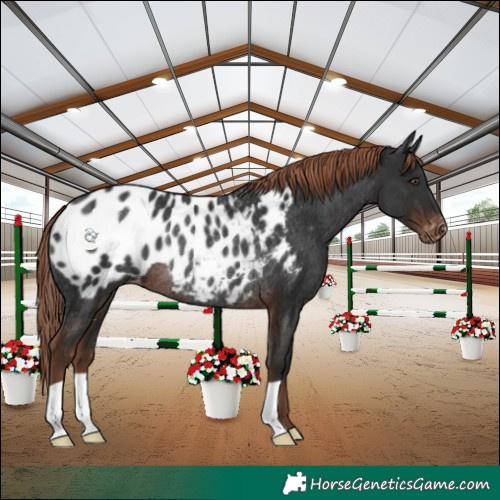 Horse Color:Liver Chestnut Appaloosa Rabicano 