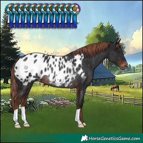 Horse Color:Liver Chestnut Blanket Rabicano 