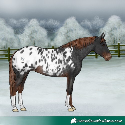 Horse Color:Liver Chestnut Appaloosa Rabicano 