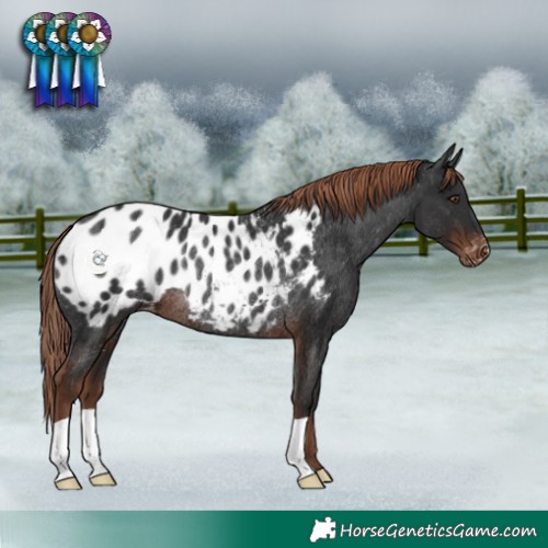 Horse Color:Liver Chestnut Appaloosa Rabicano 