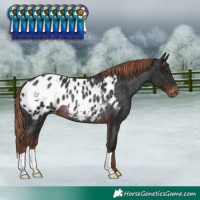 Horse Color:Liver Chestnut Appaloosa Rabicano