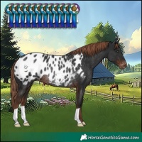 Horse Color:Liver Chestnut Blanket Rabicano