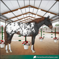 Horse Color:Liver Chestnut Appaloosa Rabicano 