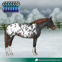 Horse Color:Liver Chestnut Appaloosa Rabicano