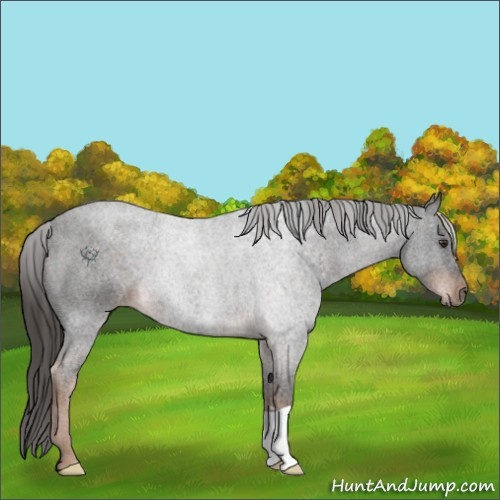 Horse Color:Liver Red Roan 