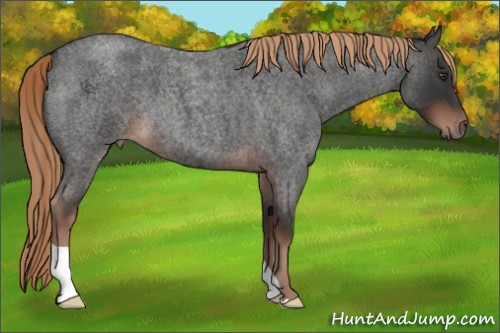 Horse Color:Liver Red Roan 