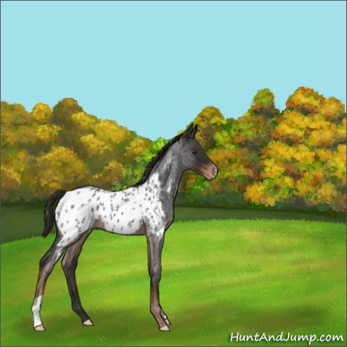 Horse Color:Liver Red Roan Appaloosa 