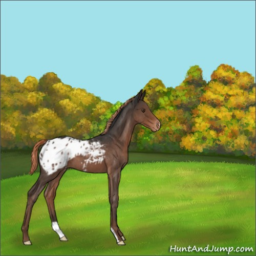 Horse Color:Liver Red Roan Appaloosa 