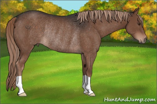 Horse Color:Liver Chestnut Rabicano 
