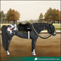 Horse Color:Black Appaloosa Rabicano 