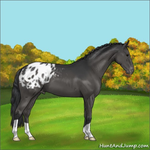 Horse Color:Black Appaloosa 