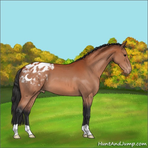 Horse Color:Bay Roan Appaloosa 