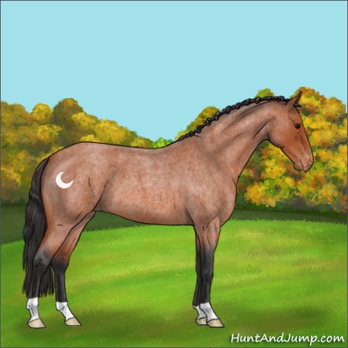 Horse Color:Bay Roan Appaloosa 