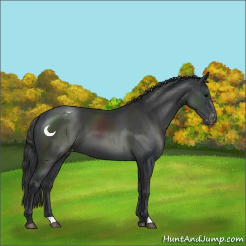 Horse Color:Black Appaloosa 