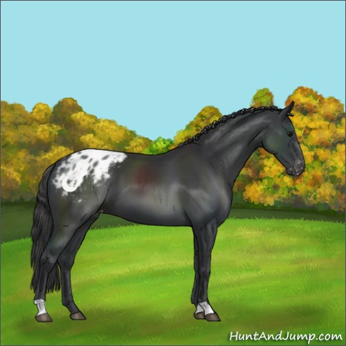 Horse Color:Black Appaloosa 