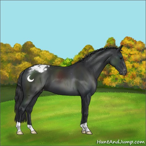 Horse Color:Black Appaloosa 