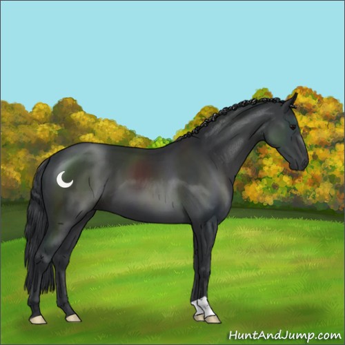 Horse Color:Black 