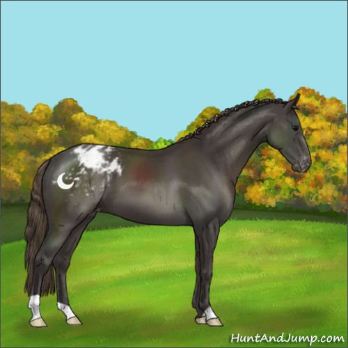 Horse Color:Smoky Black Appaloosa 