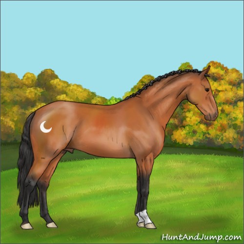 Horse Color:Bay 