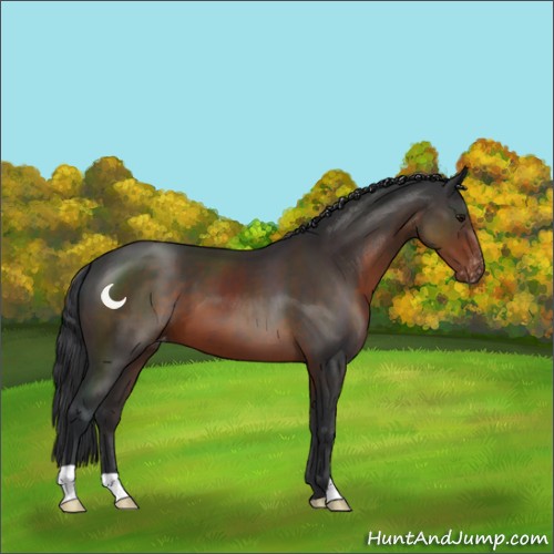 Horse Color:Brown Appaloosa 