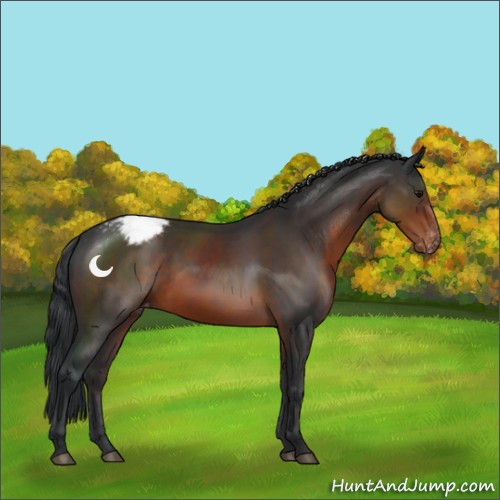 Horse Color:Brown Appaloosa 