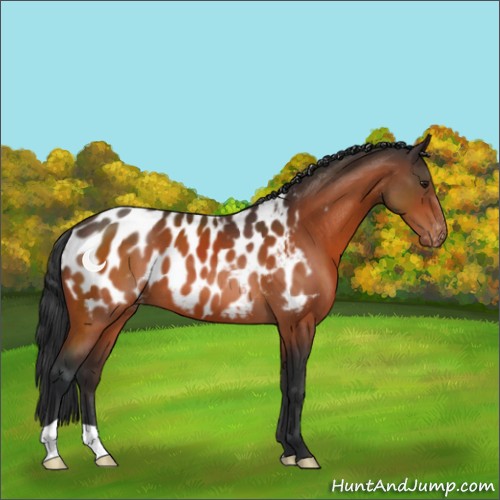 Horse Color:Brown Appaloosa 