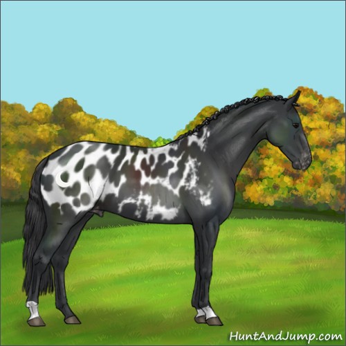 Horse Color:Black Appaloosa 