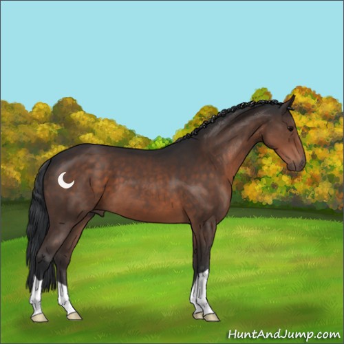Horse Color:Brown 