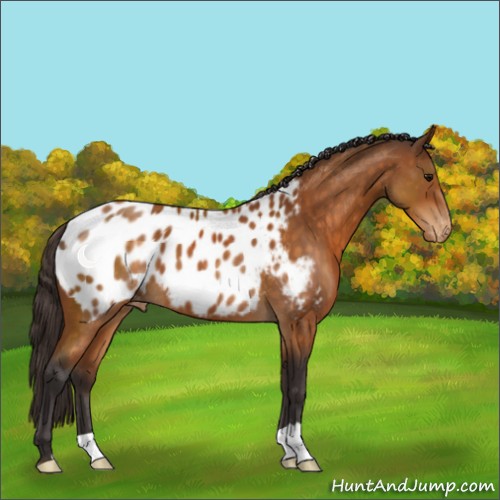Horse Color:Buckskin Appaloosa 
