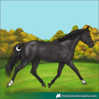Horse Color:Smoky Black 