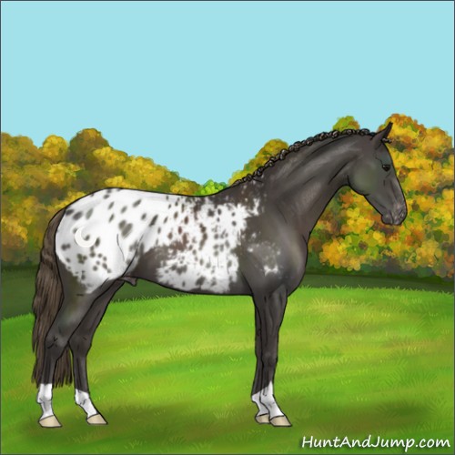 Horse Color:Smoky Black Appaloosa 